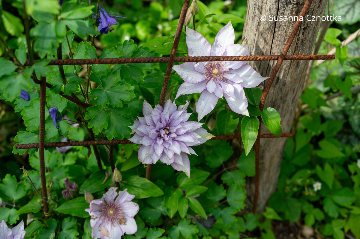 Rosa Waldrebe (Clematis)