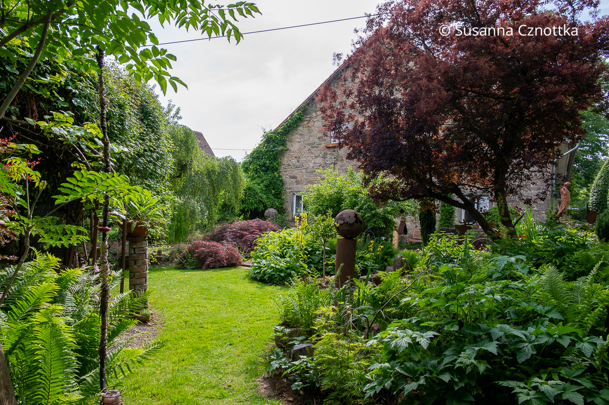 Markante rotlaubige Gehölze: Perückenstrauch (Cotinus coggygria) 'Royal Purple' und roter Zierahorn