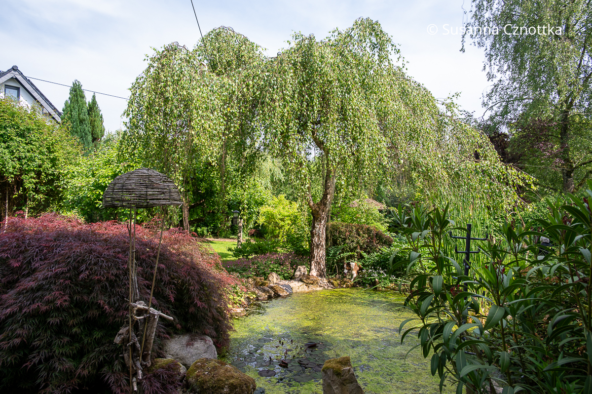 Malerisch: eine Hängebirke an einem Teich