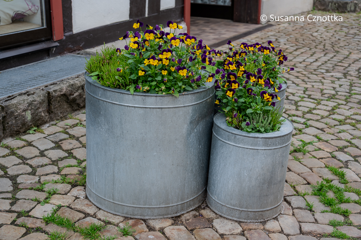 Drei unterschiedlich große Zinkgefäße mit Horn-Veilchen in Gelb mit Violett