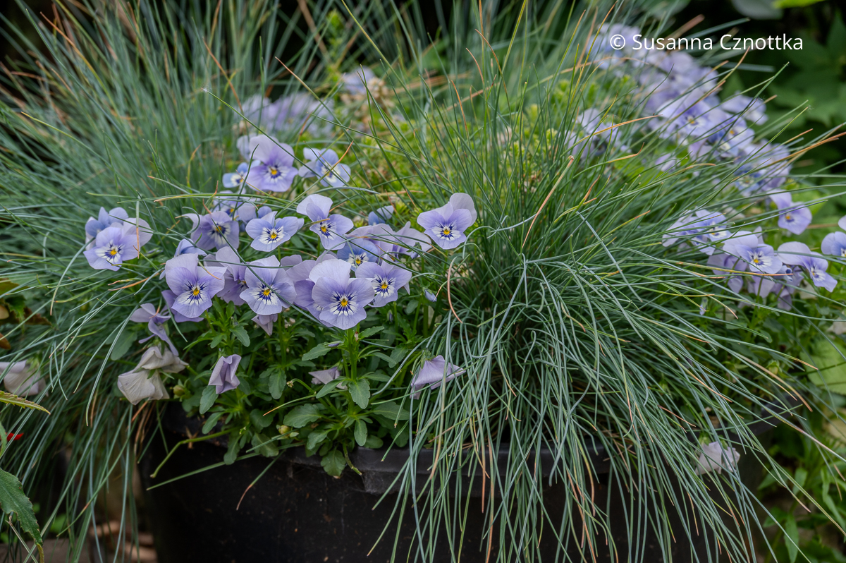 Elegante Kombination aus blass blauen Horn-Veilchen und bläulichen Halmen des Blauschwingels (Festuca)