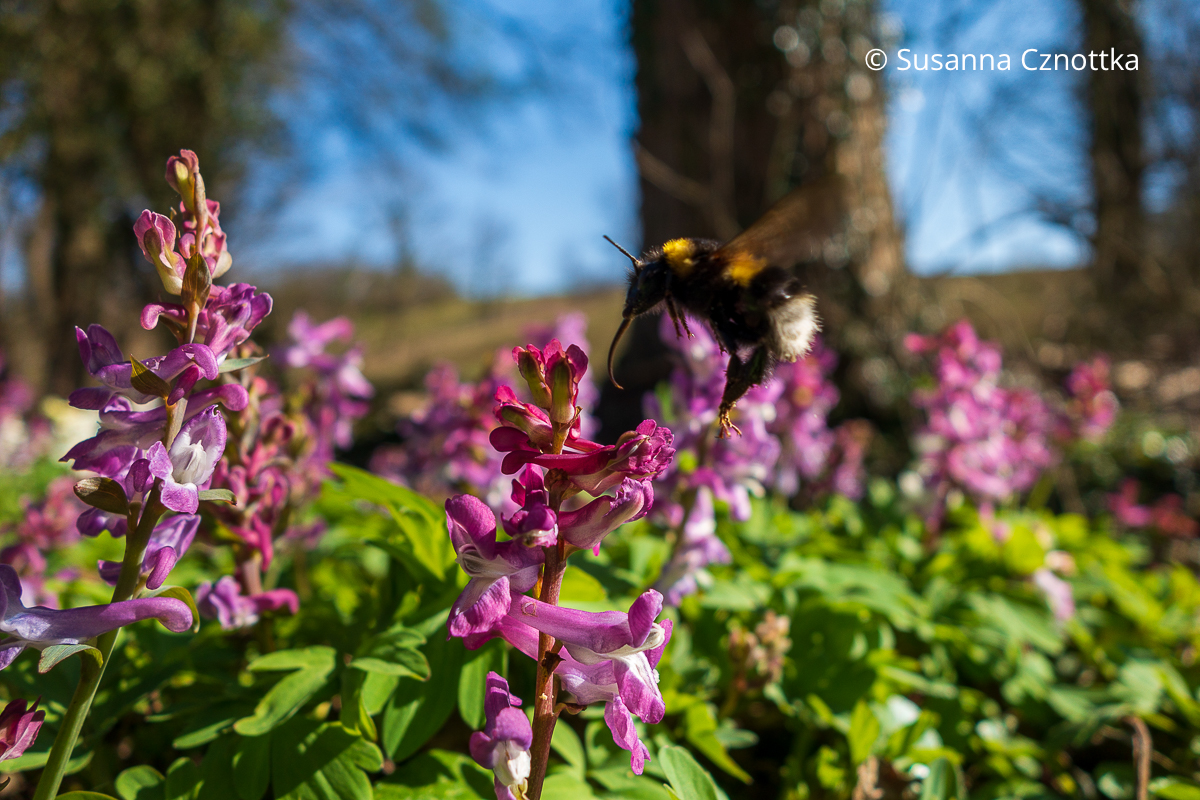 Hummel am Hohlen Lerchensporn (Corydalis cava)