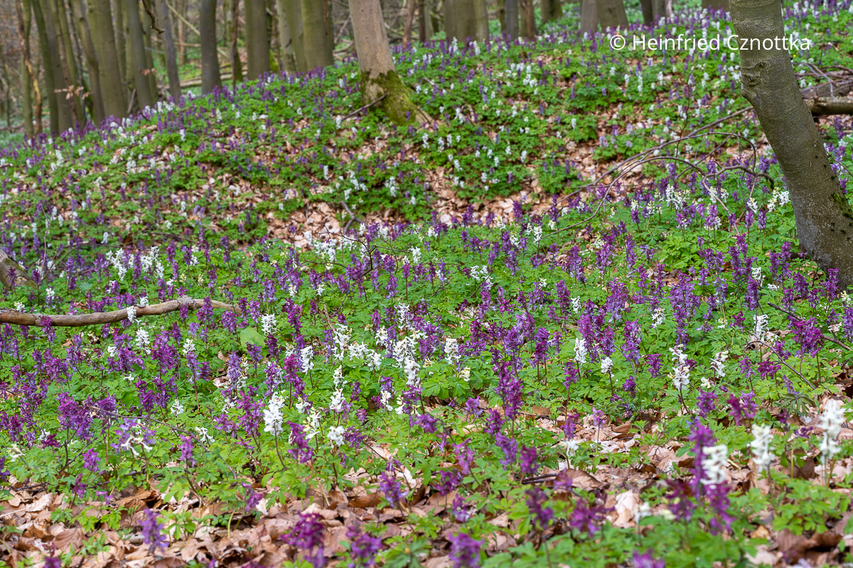 Hohler Lerchensporn (Corydalis cava) am Naturstandort im Langen Tal in Schlangen bei Paderborn
