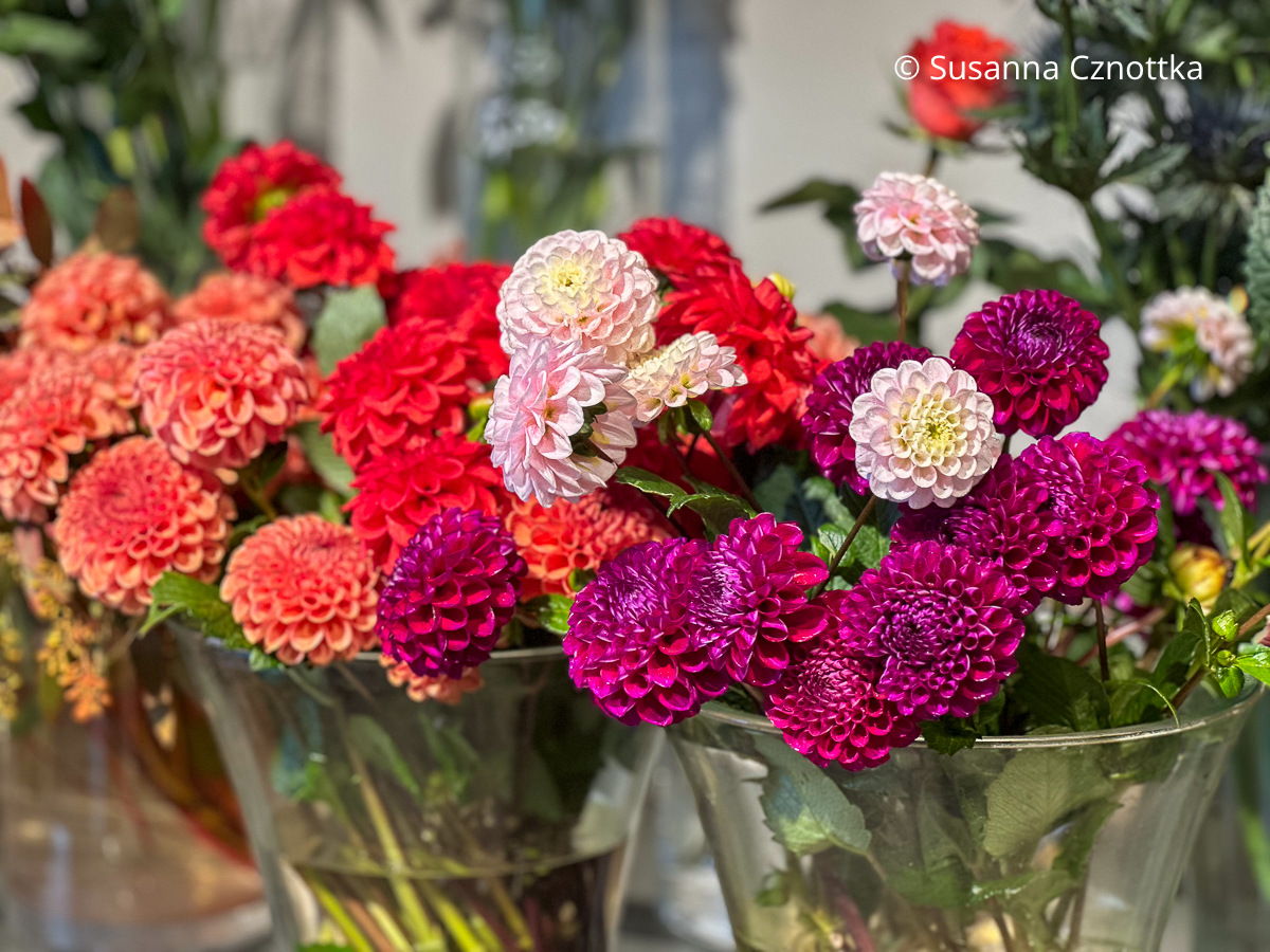 Dahlien sind hervorragende Schnittblumen Pinke, rosa und hellrote Dahlien als Schnittblumen in zwei schlichten Glasvasen