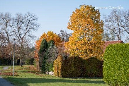 Leuchtendes Herbstlaub von Amberbaum (Liquidambar styraciflua) und Tulpenbaum (Liriodendron tulipifera)