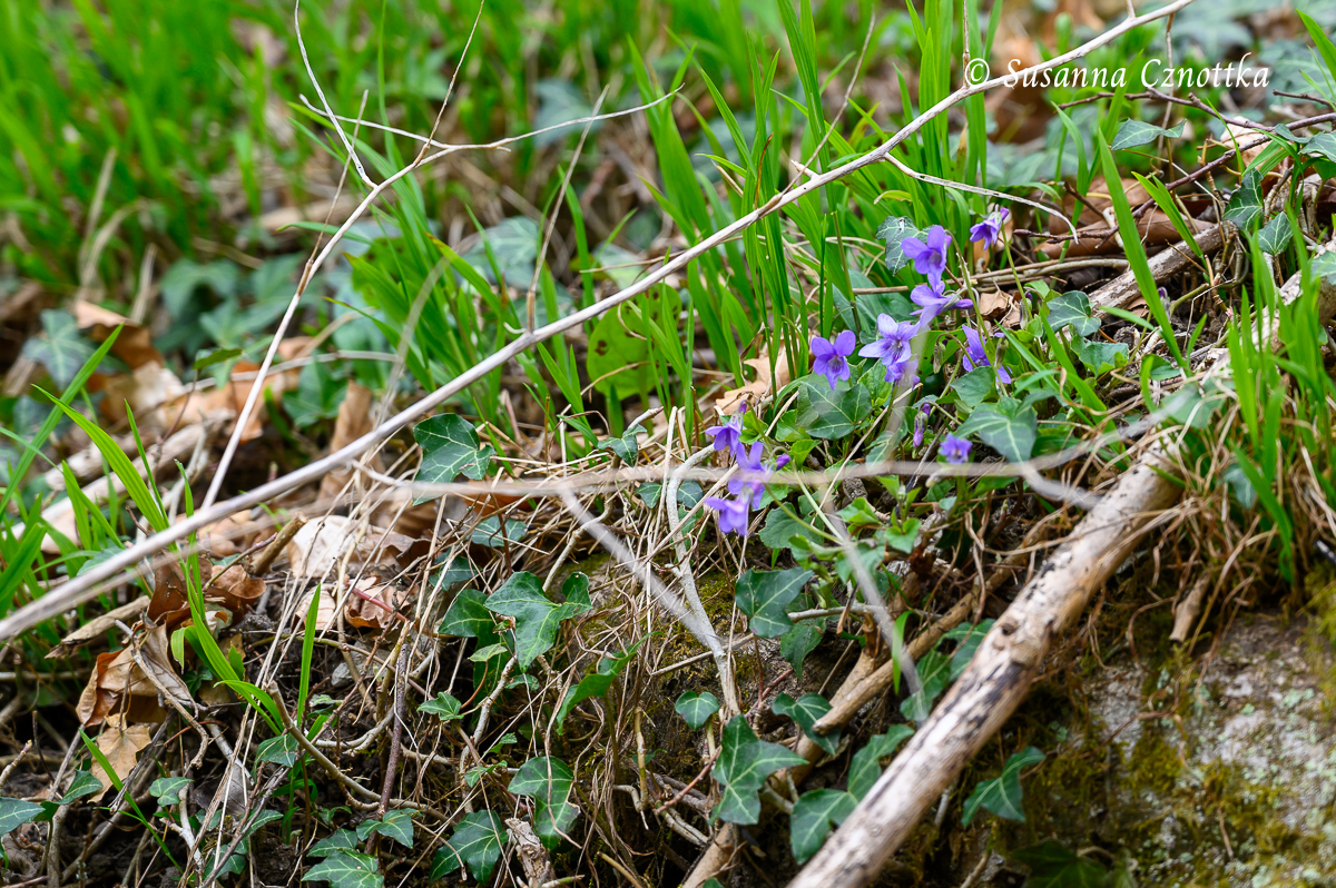 Die März- oder Duftveilchen (Viola odorata) fühlen sich am Rand des Gehölzes wohl