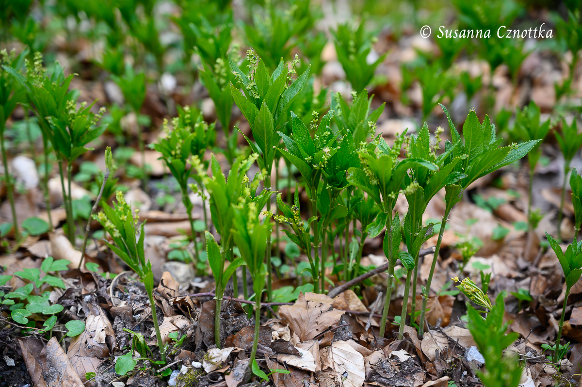 Das Wald-Bingelkraut (Mercurialis perennis) hat unscheinbare Blüten