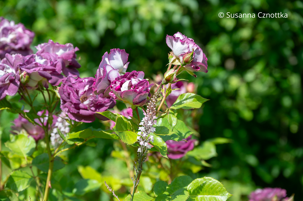 Rosenbegleiter: Purpur-Leinkraut (Linaria purpurea) in Weiß und Rose mit dunklen mauvefarbenen Blüten