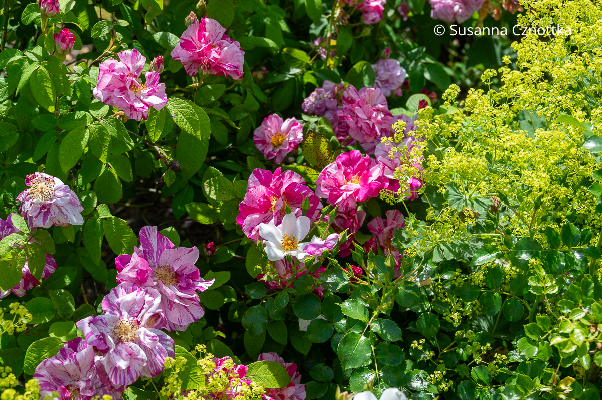 Rosen kombinieren: Weicher Frauenmantel (Alchemilla mollis) mit duftigen gelbgrünen Blüten und weiß-rosa gestreifte Rosen