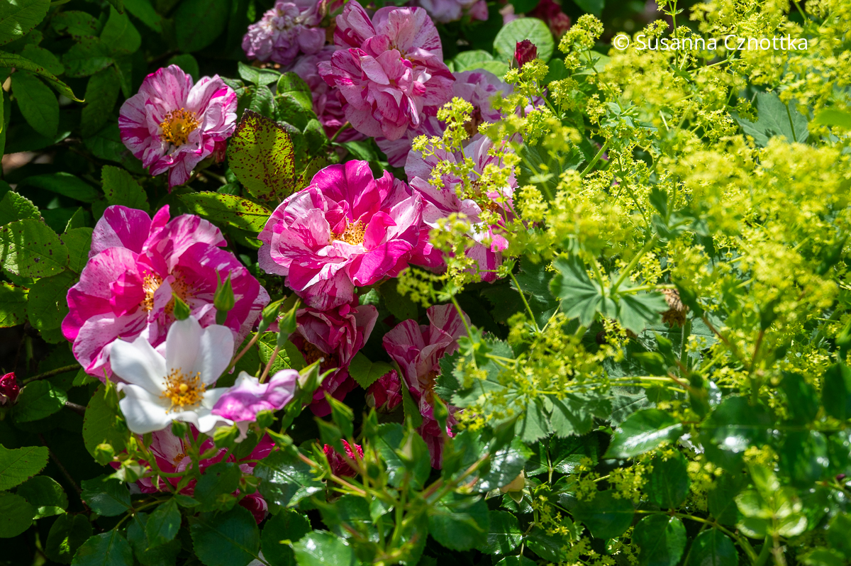Rosen unterpflanzen: Rose und Weicher Frauenmantel (Alchemilla mollis)