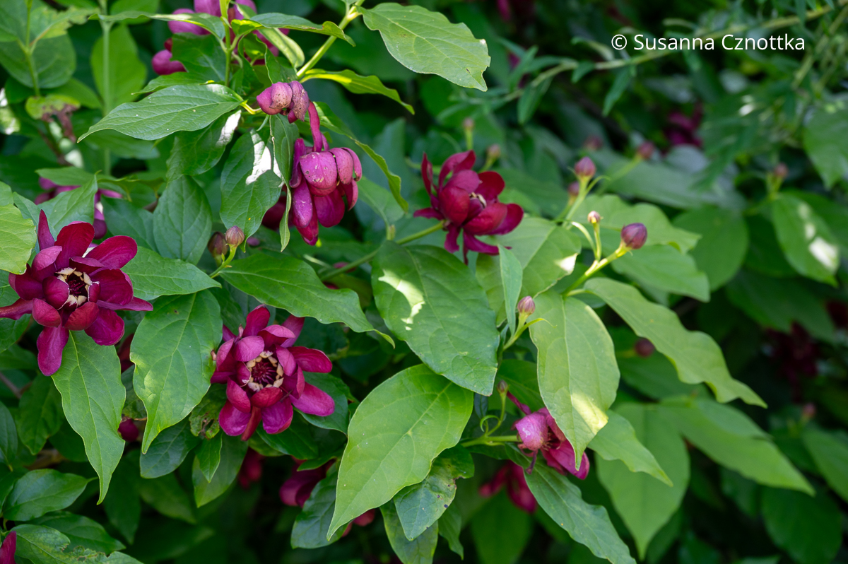 Duftendes Gehölz: Chinesischer Gewürzstrauch (Calycanthus floridus) 'Aphrodite'