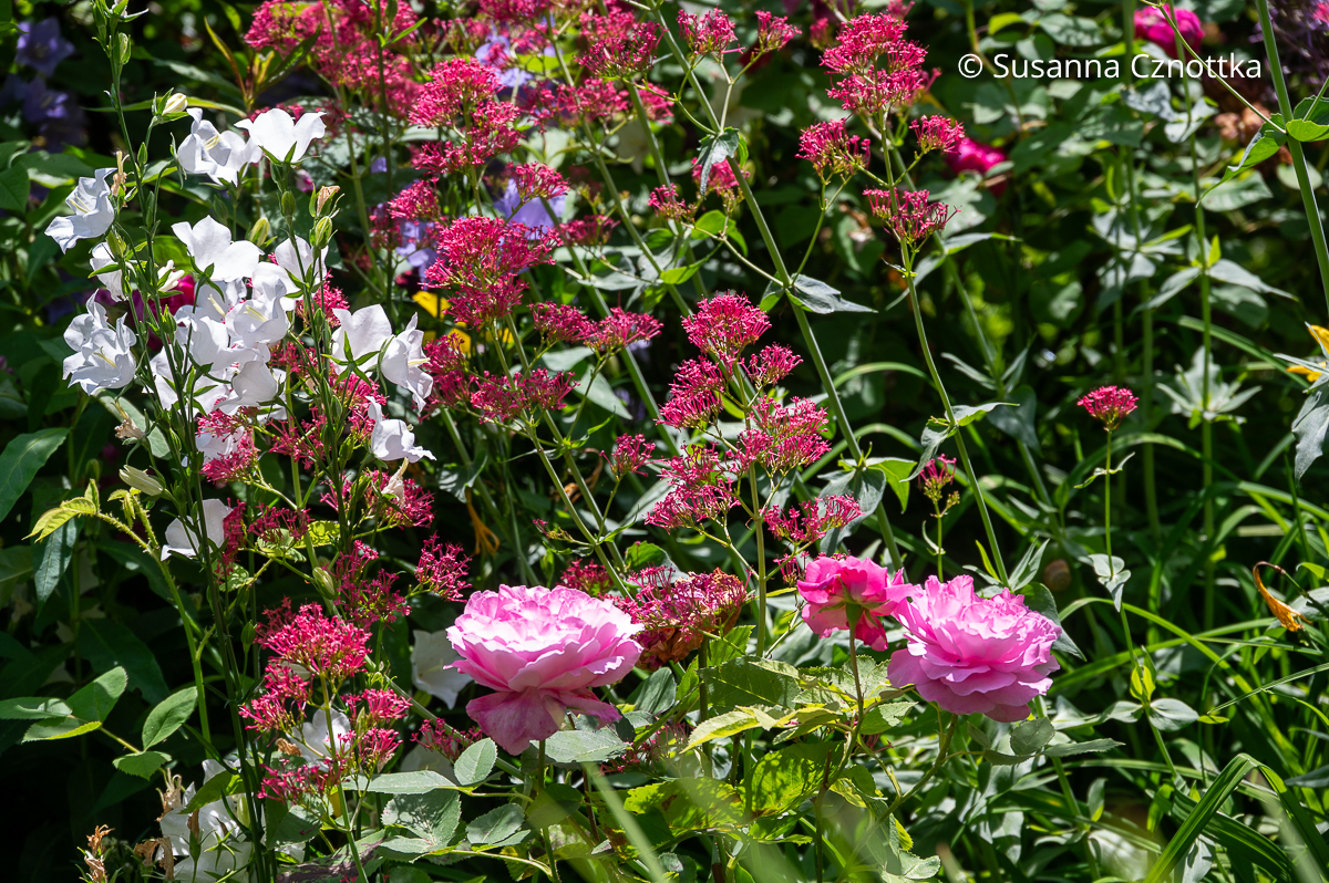 Harmonie im Rosenbeet: pinke Rose, weiße Pfirsichblättrige Glockenblume (Campanula persicifolia) und rosa Spornblume (Centranthus ruber)