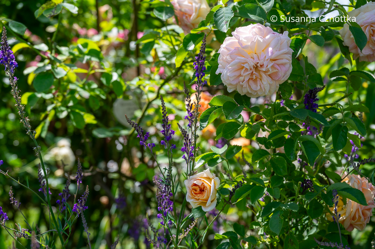 Zierliche Blüten: Purpur-Leinkraut (Linaria purpurea) neben rosa Rosen