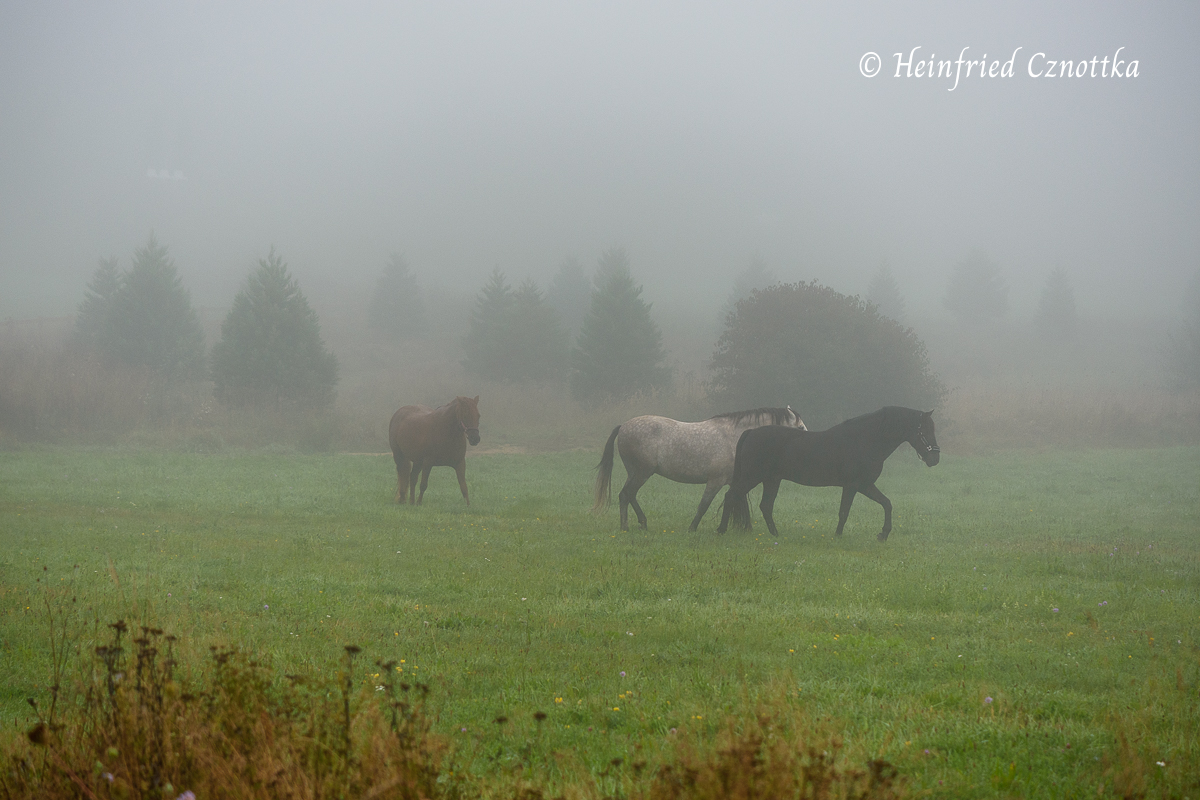 Pferde im Nebel, Schloss Dennenlohe