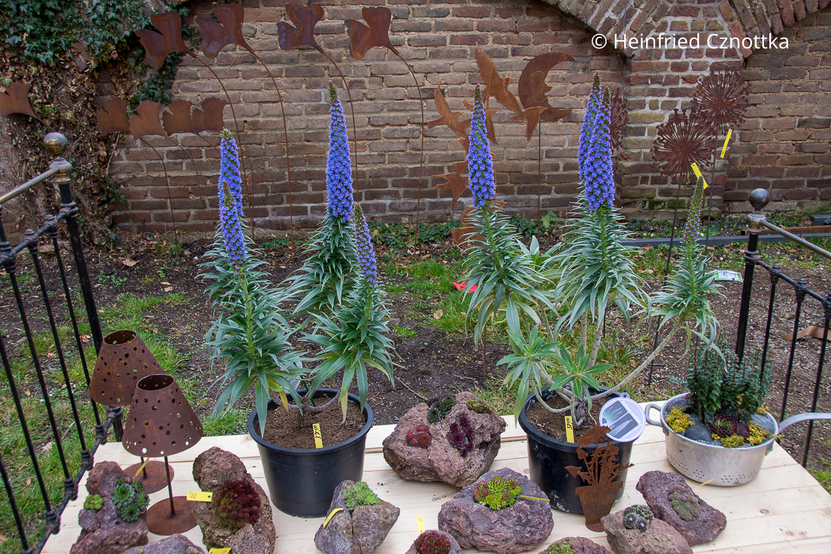 Webbs Natternkopf (Echium webbii) Webbs Natternkopf (Echium webbii) mit dicht mit kleinen blauen Blüten besetzten Kerzen