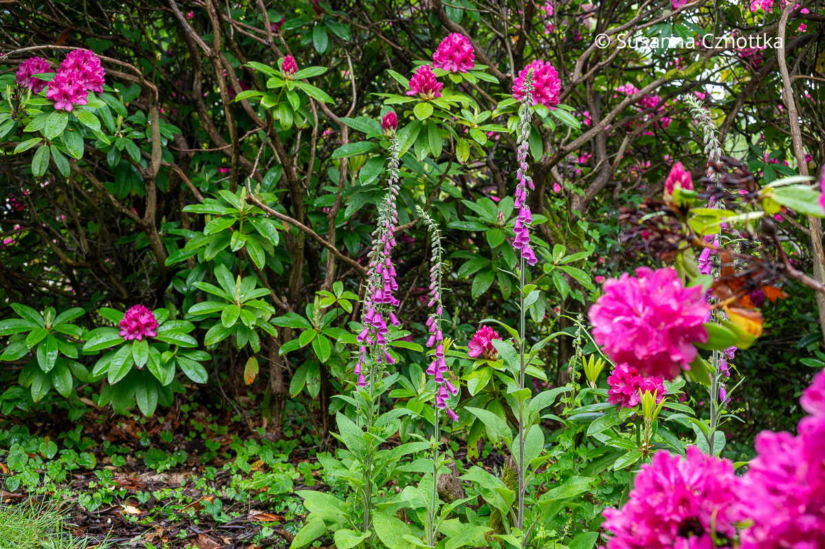 Am Gehölzrand: Roter Fingerhut Ton in Ton mit pinkem Rhododendron Am Gehölzrand: Roter Fingerhut Ton in Ton mit pinkem Rhododendron
