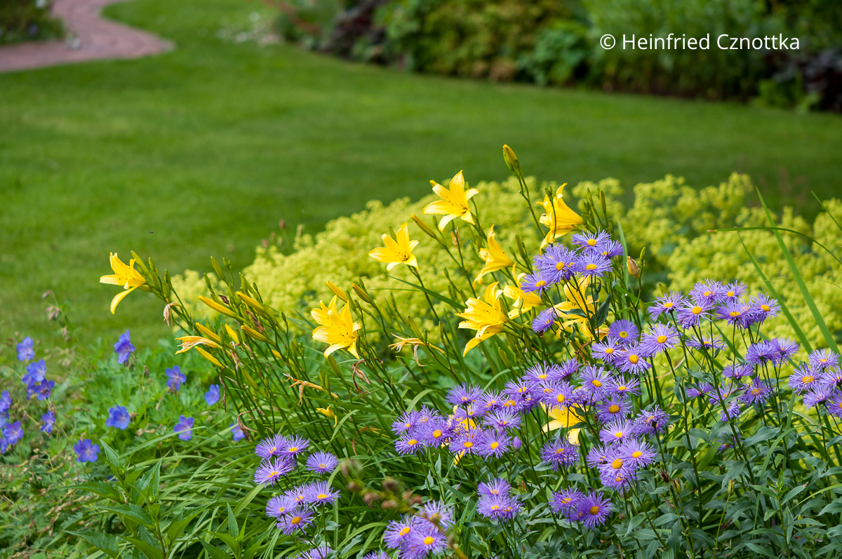 Stauden kombinieren: violetter Feinstrahl (Erigeron), gelbe Taglilie (Hemerocallis) und Weicher Frauenmantel (Alchemilla mollis) Stauden kombinieren: violetter Feinstrahl (Erigeron), gelbe Taglilie (Hemerocallis) und Weicher Frauenmantel (Alchemilla mollis)