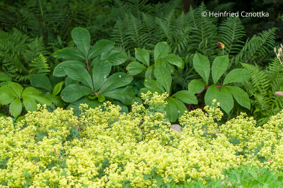 Weichen Frauenmantel (Alchemilla mollis) kombinieren: mit Schaublatt (Rodgersia) und Farnen am Gehölzrand