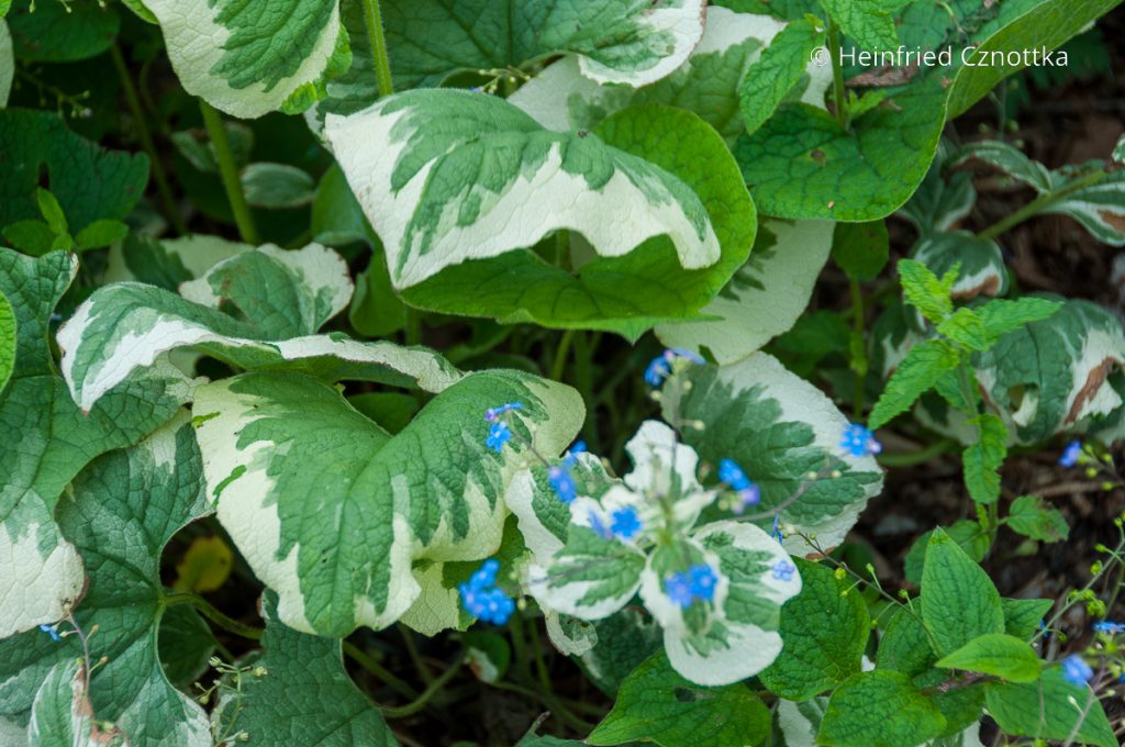 Staude des Jahres 2025 KaukasusVergissmeinnicht (Brunnera macrophylla