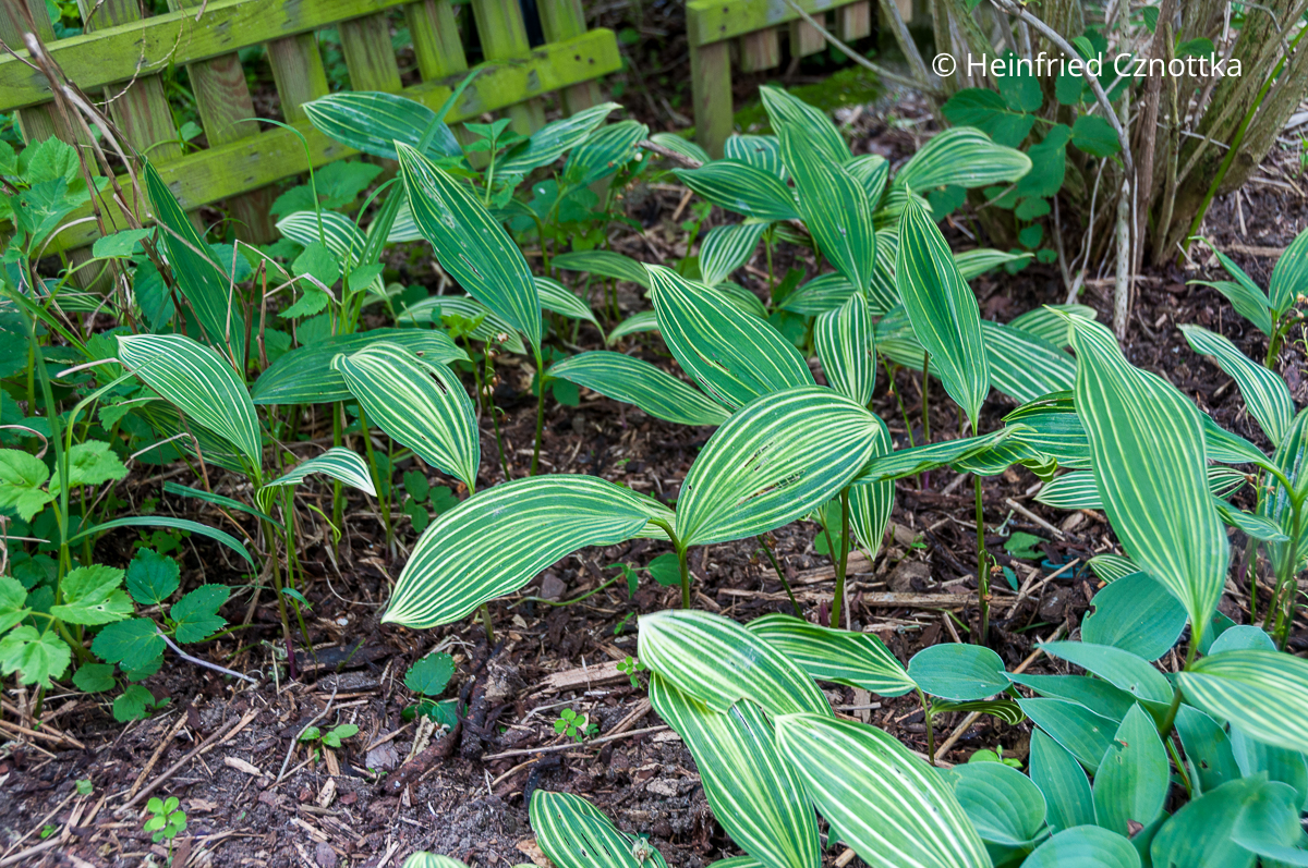 Maiglöckchen (Convallaria majalis): eine Sorte mit gestreiften Blättern Maiglöckchen (Convallaria majalis): eine Sorte mit gestreiften Blättern
