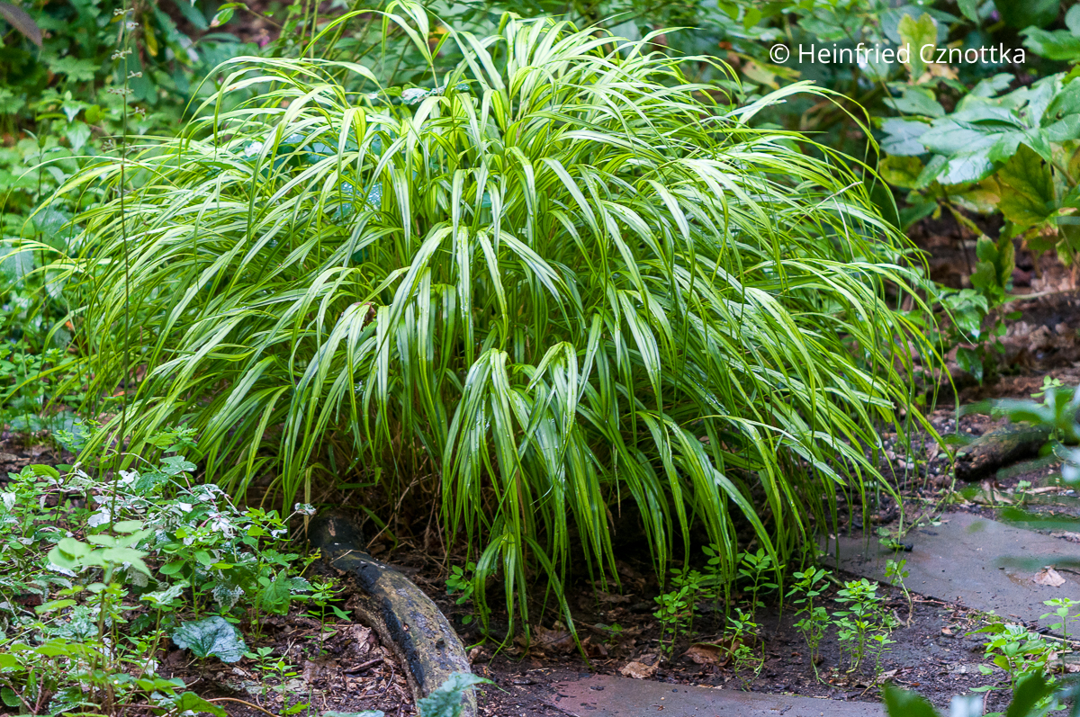 Die rundliche, überhängende Wuchsform des Japan-Berggrases (Hakonechloa macra), hier die Sorte 'Aureola'