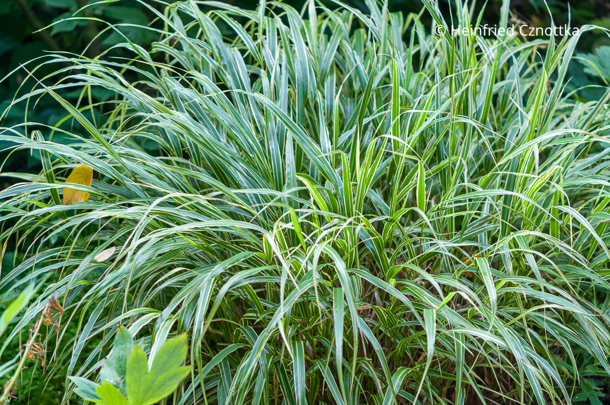 Japan-Silberbandgras (Hakonechloa macra) 'Albostriata' mit weißer Panaschierung