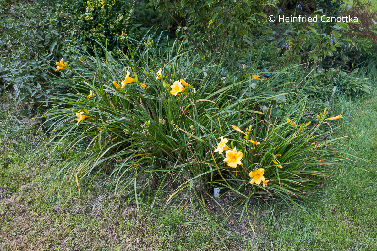 Für Beeteinfassungen geeignet: Taglilie (Hemerocallis-Hybride) 'Stella de Oro' Für Beeteinfassungen geeignet: die niedrige Taglilie (Hemerocallis-Hybride) 'Stella de Oro' mit gelben Blüten