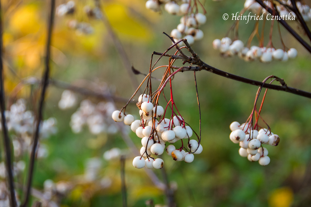 Beeren der weißfrüchtigen Eberesche (Sorbus koeneana)