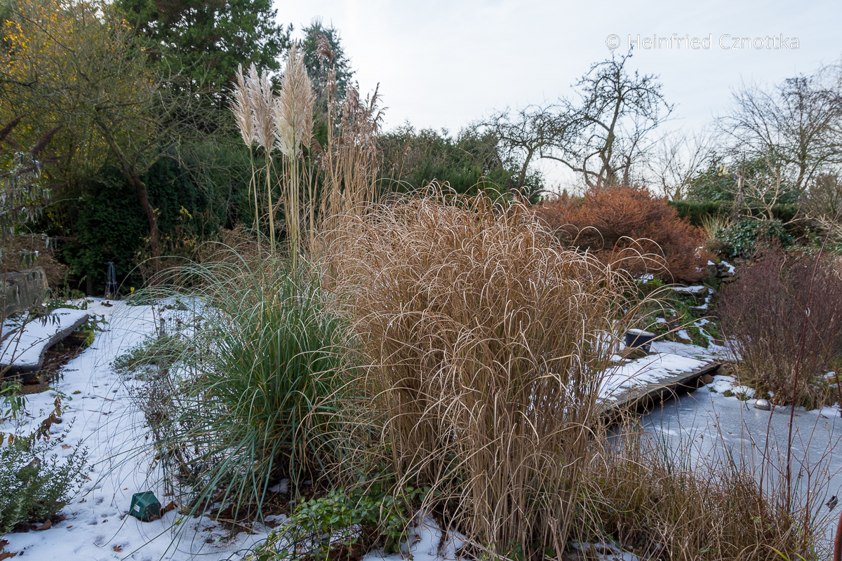 Winterschmuck: Pampasgras (Cortaderia selloana) und Chinaschilf (Miscanthus) am zugefrorenen Gartenteich