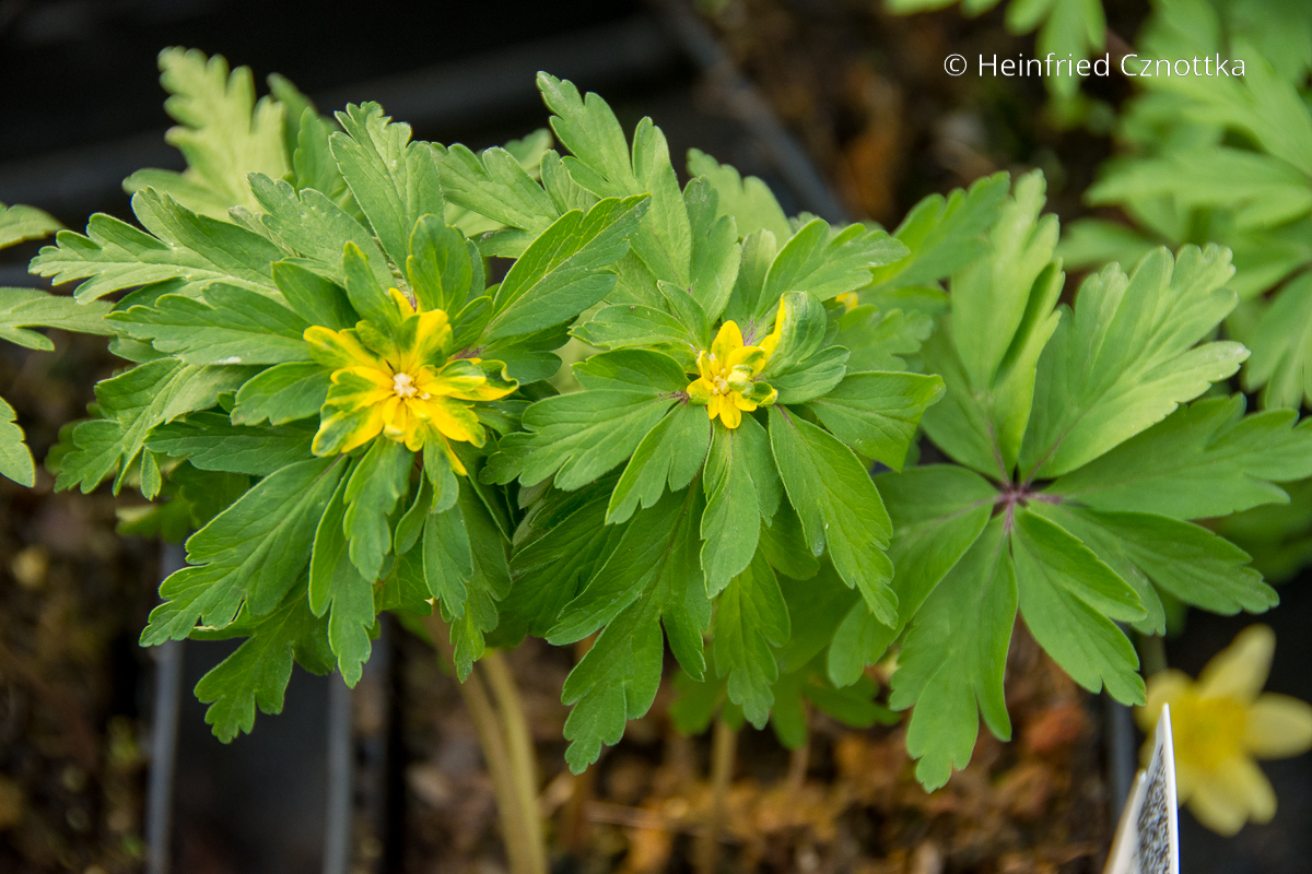 Liebhaberpflanze: (Anemone ranunculoides) 'Crazy Vienna' hat grün überlaufene Blütenblätter 