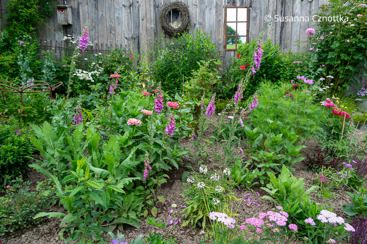 Rosa Beet im Bauerngarten mit Zinnien, Spinnenblume und Schmuckkörbchen