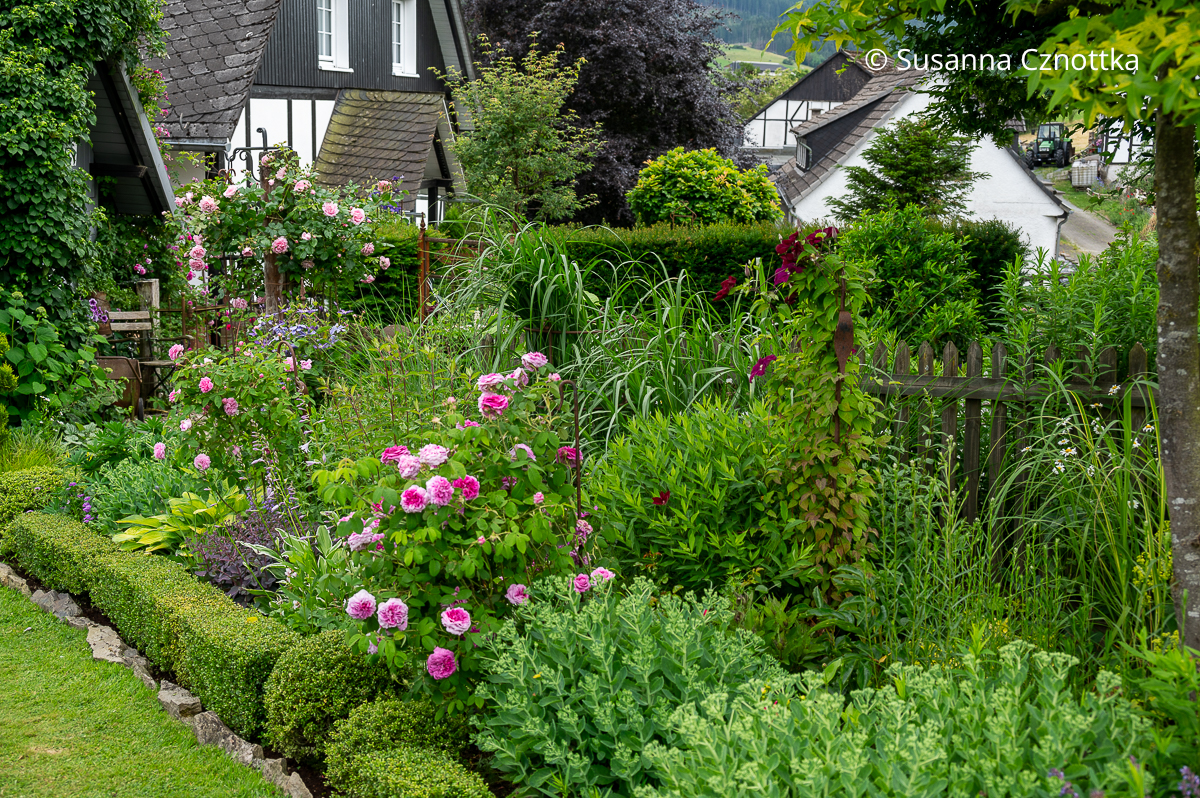 Cottage-Garten: Ein Beet mit klassischer Höhenstaffelung und Buchsbaumeinfassung