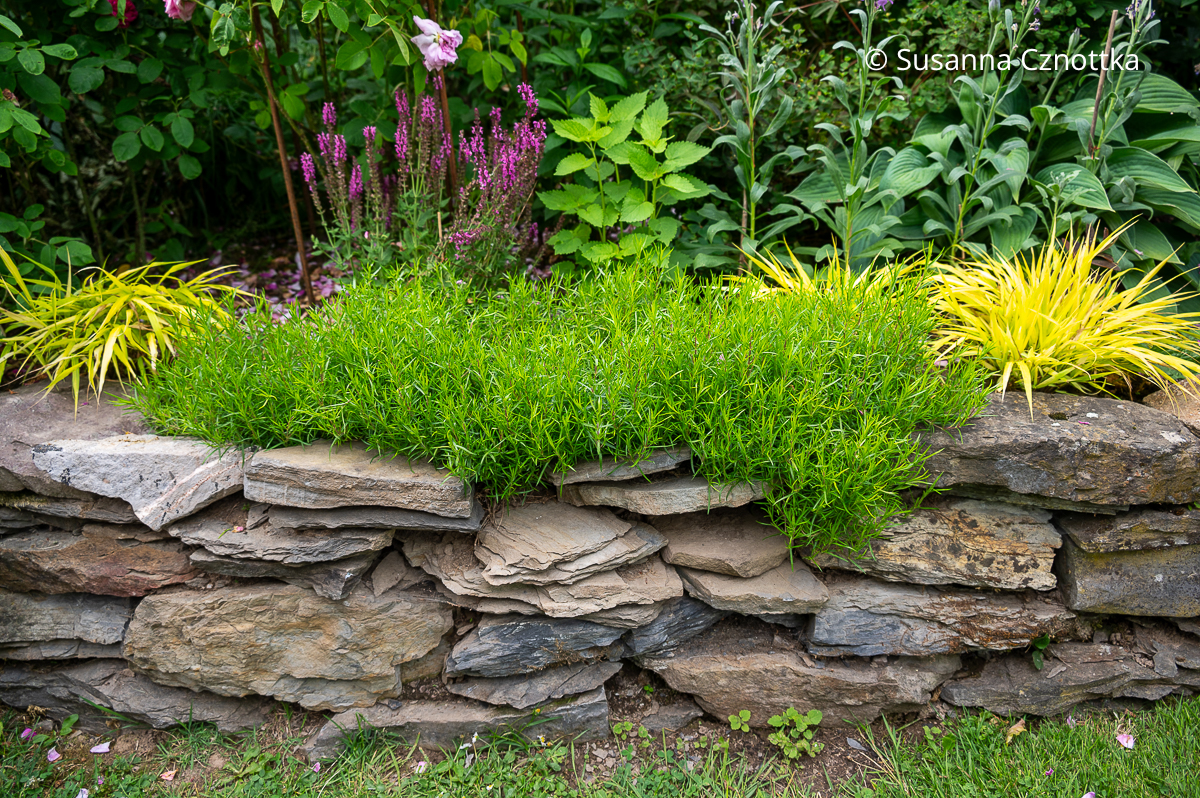 Niedrige Gartenmauer aus örtlichem Naturstein