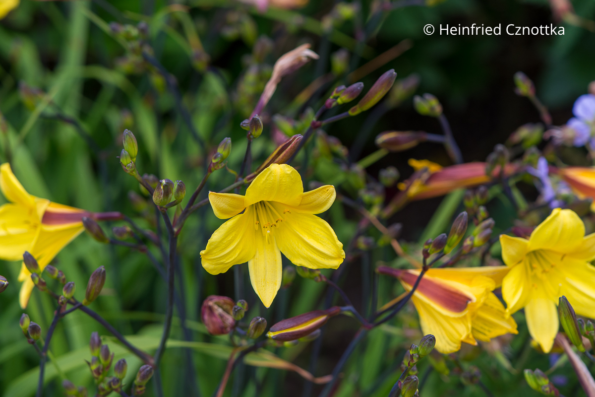 Gelbe Taglilie (Hemerocallis-Hybride) 'Corky' mit dunklen Stielen und dunklen Knospen Gelbe Taglilie (Hemerocallis-Hybride) 'Corky' mit dunklen Stielen und dunklen Knospen