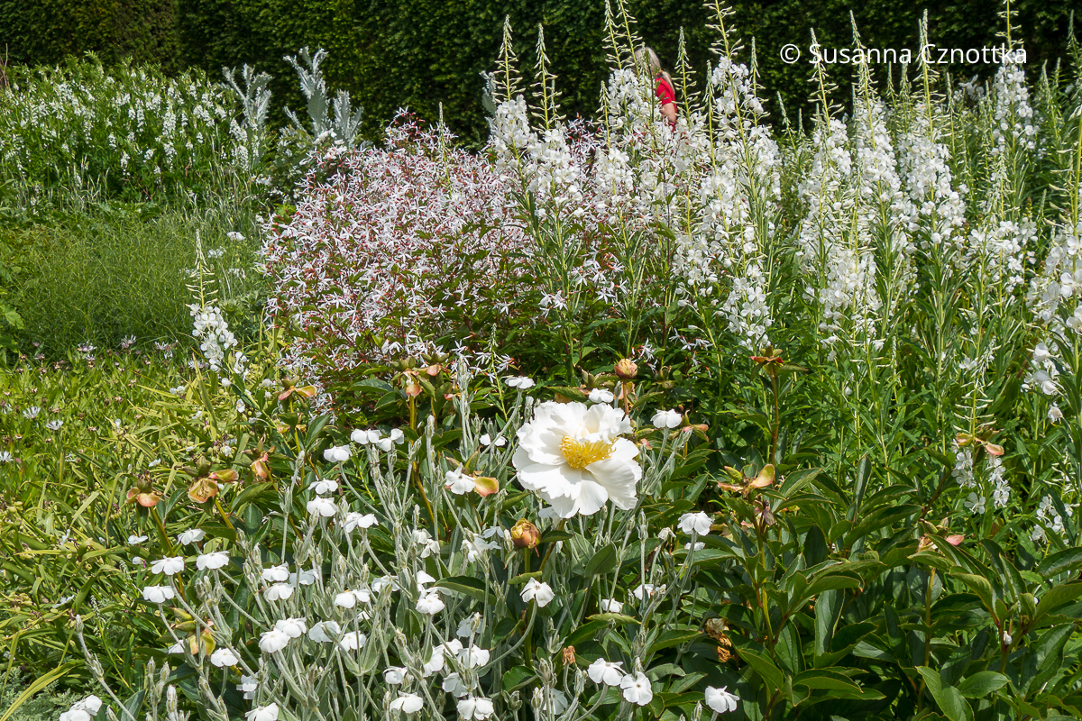 Staudenkombination im weißen Garten aus Dreiblattspiere (Gillenia trifoliata), weißer Pfingstrose und weißen Weidenröschen (Epilobium angustifolium) 'Album'