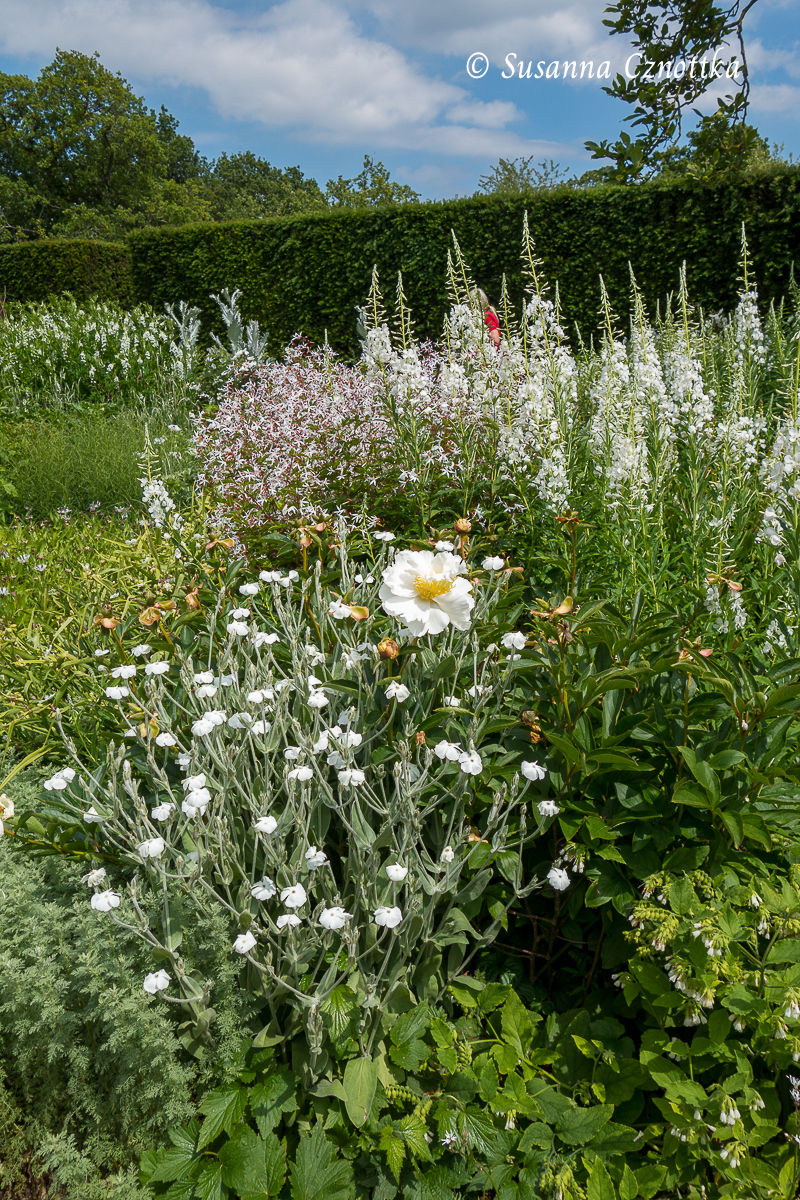 Weiße Staudenkombination mit Dreiblattspiere im weißen Garten von Sissinghurst Castle
