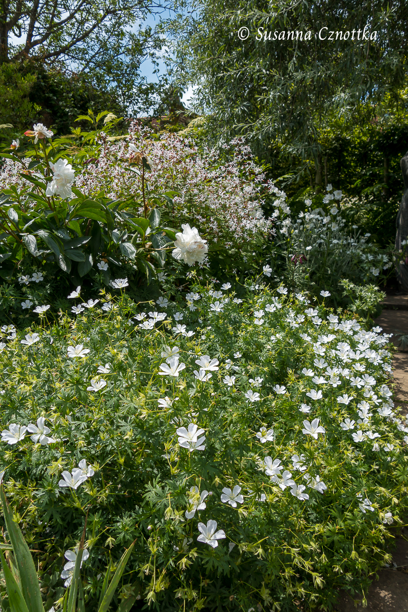 Dreiblattspiere kombinieren:  im weißen Garten von Sissinghurst Castle hinter Edel-Pfingstrose und Storchschnabel 