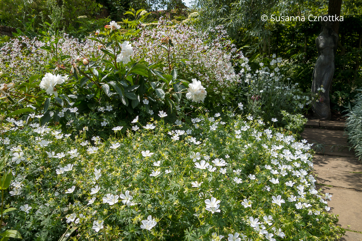 Dreiblattspiere (Gillenia trifoliata) kombinieren: mit weißer Pfingstrose und weißem Storchschnabel (Geranium sanguineum) 'Album'