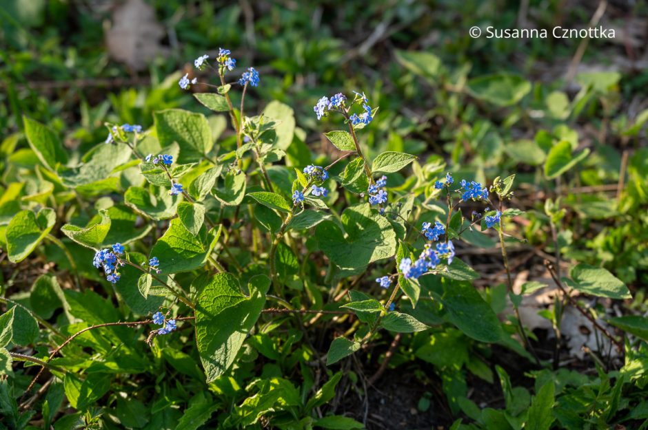 Staude des Jahres 2025 KaukasusVergissmeinnicht (Brunnera macrophylla
