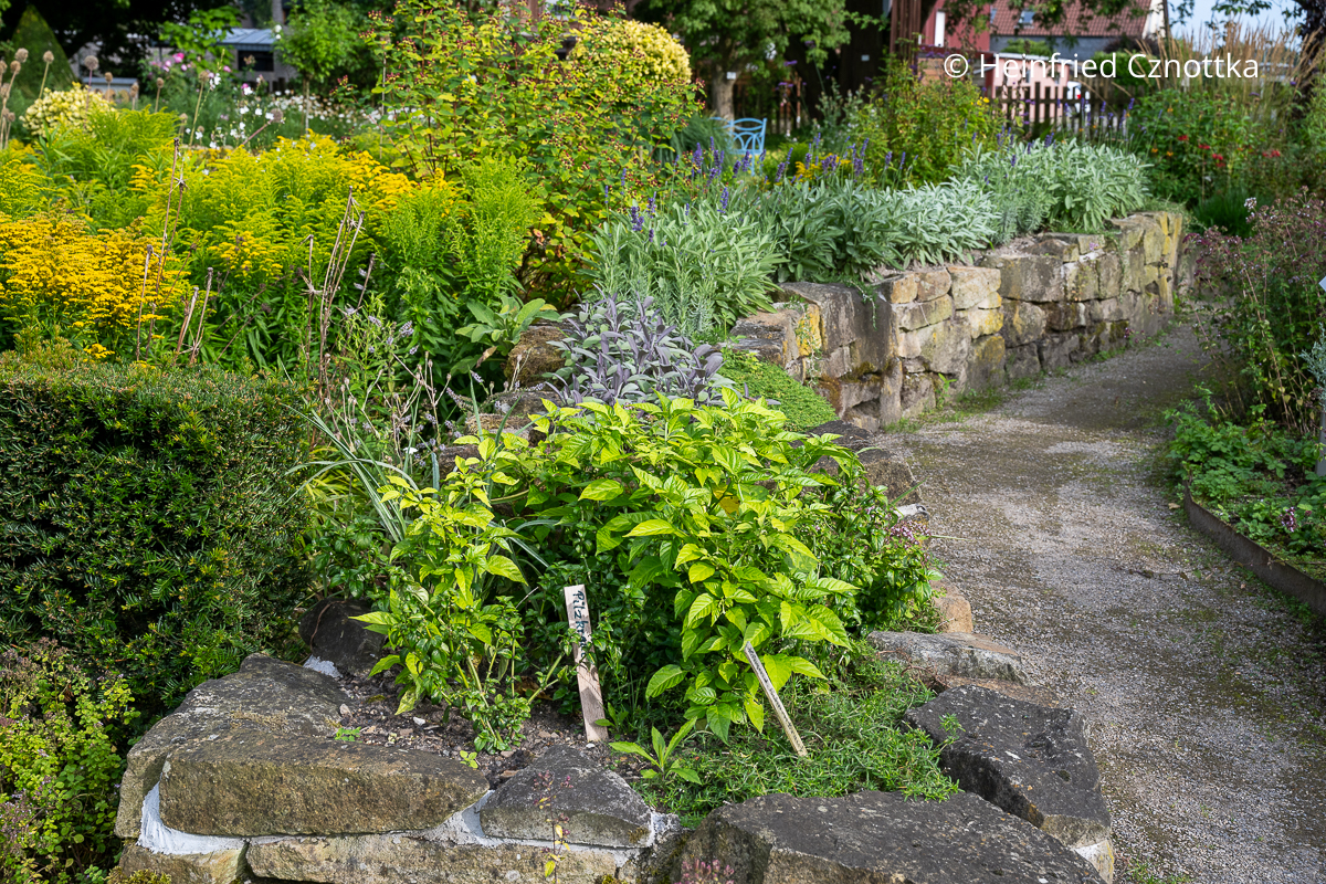 Duftgarten anlegen: aromatische Kräuter auf einer Mauerkrone