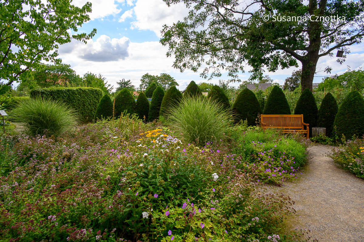 Eibenkegel in lockerer Reihe als Raumteiler anstelle einer Hecke