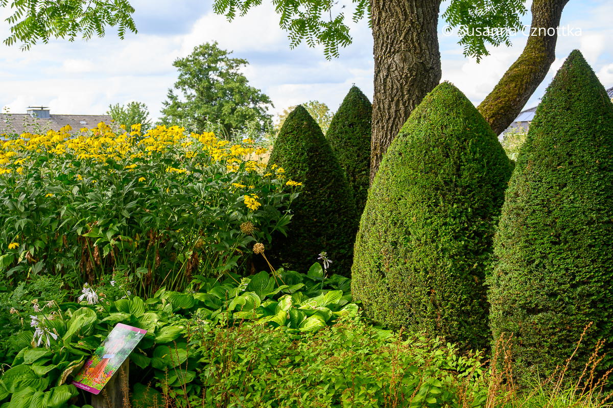 Mehrere Eibenkegel in einem Garten