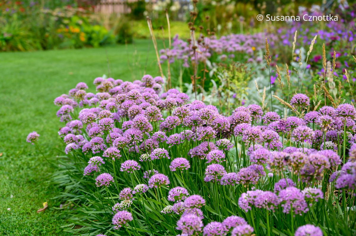 Sommergrüne Beeteinfassung: Kanten-Lauch (Allium angulosum) Sommergrüne Beeteinfassung: Kanten-Lauch (Allium angulosum)