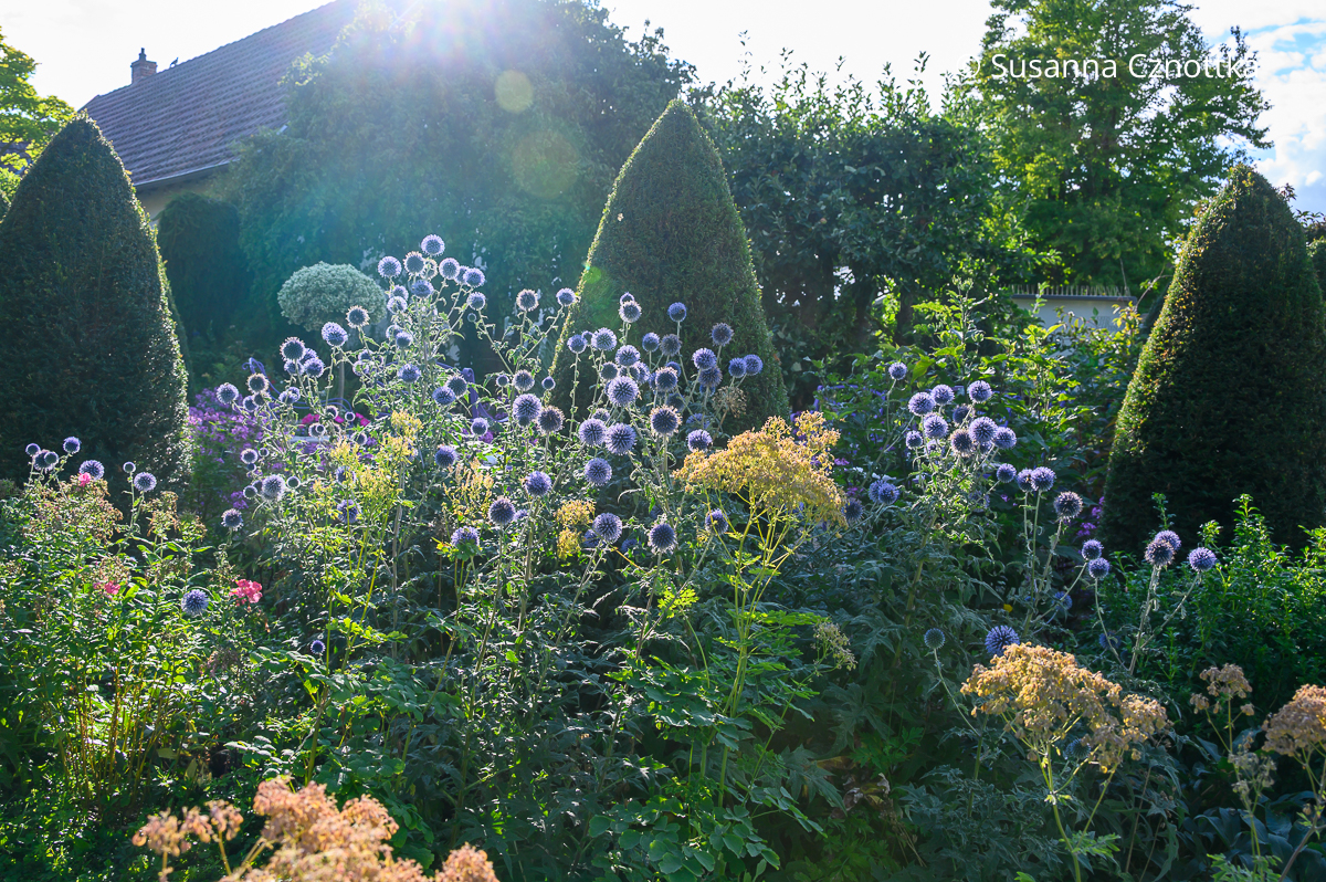 Immergrün, schnittverträglich und heimisch: Eibenkegel in einem Staudenbeet mit blühenden blauen Kugeldisteln