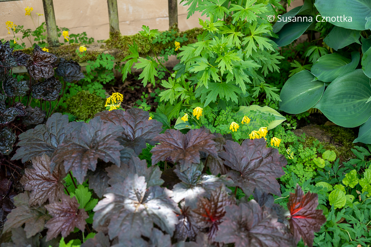 Gelber Scheinlerchensporn (Pseudofumaria lutea syn. Corydalis lutea) und rotlaubiges Purpurglöckchen (Heuchera)