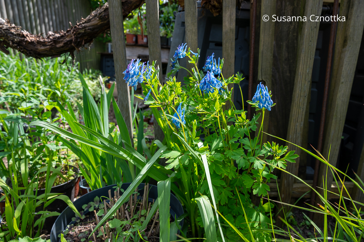 Blauer Lerchensporn (Corydalis flexuosa) 
