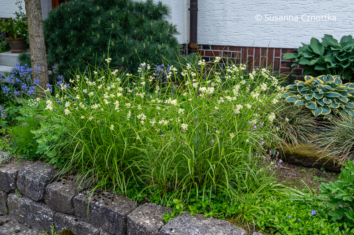 Heimisches Gras mit weißen Blüten: die Schnee-Marbel (Luzula nivea) mag schattige Bereiche Heimisches Gras mit weißen Blüten: die Schnee-Marbel (Luzula nivea) mag schattige Bereiche