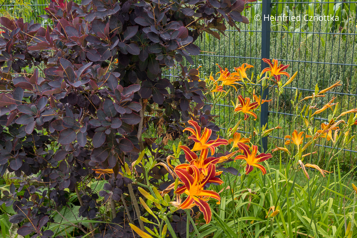 Dunkelrote Taglilie (Hemerocallis-Hybride) 'Resplendent' mit orangen Streifen Dunkelrote Taglilie (Hemerocallis-Hybride) 'Resplendent' mit orangen Streifen
