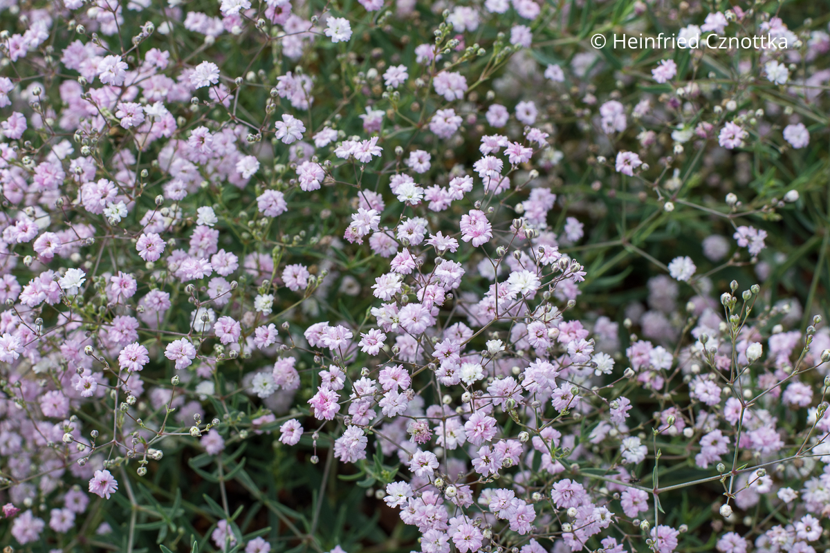 Kriechendes Schleierkraut (Gypsophila repens) 'Rosenschleier' mit winzigen gefüllten Blüten in Zartrosa