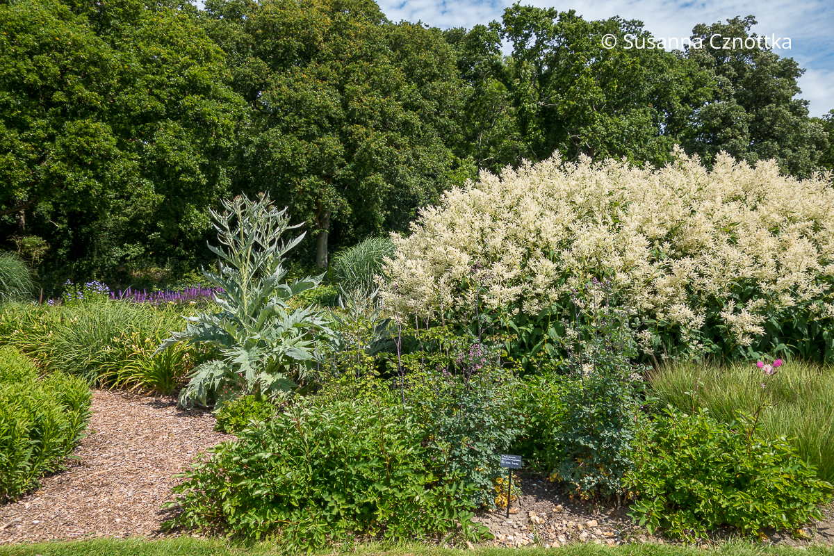 Berg-Knöterich (Koenigia x fennica) 'Johanniswolke' mit cremeweißen Blüten